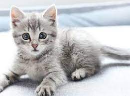 ruyada kedi gormek kedi ruya