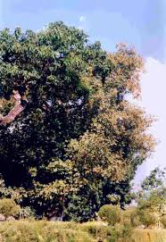 Image result for Vitex payos