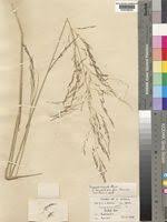 Image result for Eragrostis rotifer