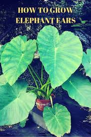 We did not find results for: Growing Spectacular Elephant Ears Colocasia Esculenta