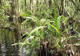 Image result for Eulophia dactylifera