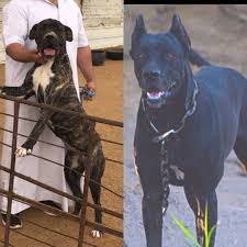 Bandog X Kangal X Great Dane Dogs Great Dane Pets