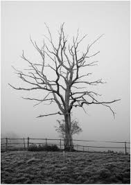 Black And White Photos Of Trees I Think Dead Trees Are So Beautiful Tree Photography Tree Art Photo Tree