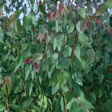 Image result for Eucalyptus tereticornis