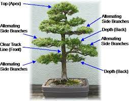How To Start Bonsai How To Create Stunning Bonsai Trees At Home Fast Bonsai Tree Bonsai Tree Care Indoor Bonsai