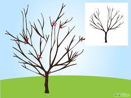 How To Prune A Cherry Tree Cherry Fruit Tree Cherry Tree Pruning Fruit Trees