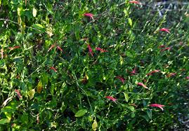 Image result for Diclis