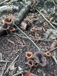 Image result for Craterellus fallax