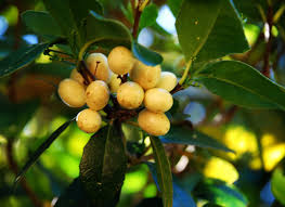 Image result for Elaeodendron