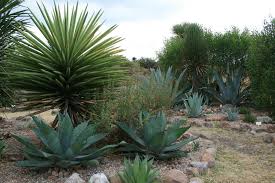 Image result for Asparagaceae