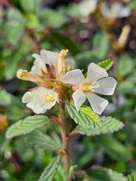 Image result for Geigeria brevifolia