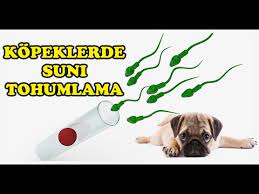 kopeklerde suni tohumlama nasil yapilir youtube