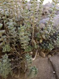 Image result for Micromeria