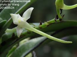 Image result for Cyrtorchis praetermissa