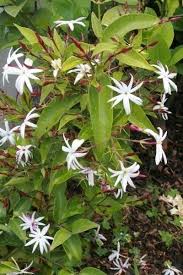 Pruning Care Of Jasmine Tips For Trimming Jasmine Plants Jasmine Plant Pruning Jasmine Jasmine Tree