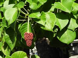 Image result for Hura crepitans