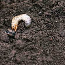 Lawn grubs—the larvae of various specific beetles—can devastate a lawn or garden. How To Prevent And Deal With Lawn Grubs