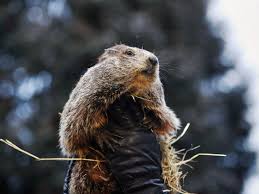 The blogger arrived at this figure after estimating how long it would take murray's character to learn the plethora of skills that he takes on. Ten Groundhog Day Tips To Enjoy A Happy Relaxing And Safe Groundhog Season The New Yorker