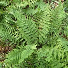 Image result for Dryopteris