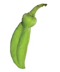 Image result for Annickia ambigua