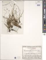 Image result for Abildgaardia