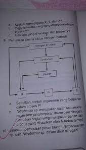 Daur nitrogén nyaéta daur biogéokimia nu ngagambarkeun transformasi nitrogén jeung sanyawaan nu ngandung nitrogén di alam. Perhatikan Skema Siklus Nitrogen Berikut A Sebutkan Contoh Organisme Yang Berperan Dalam Proses Brainly Co Id