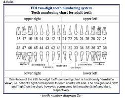 Topdentist Ny Com Dental Anatomy Dental Jobs Dental Assistant Study