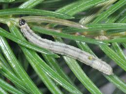 Image result for Eupithecia conterminata