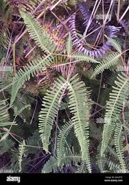 Image result for Dicranopteris linearis