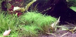 Image result for Eriocaulon setaceum