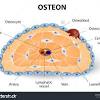 Labeled diagram of an osteon. Https Encrypted Tbn0 Gstatic Com Images Q Tbn And9gctspusyzxm Modjgkn1h2qlppn6wxjzxdg4xq3w Higdokcrc O Usqp Cau