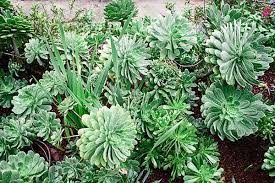 Best Plants For Landscaping Around Your Pool