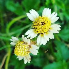 Image result for Tridax
