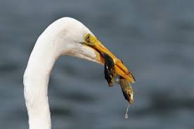 Two Fishes In One Dive Birds Animal Planet Fish