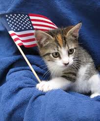 Little Kitten With A Usa Flag Cat Celebrating Patriotic Cat Cats