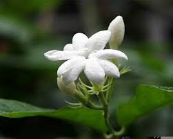 Image result for Jasminum