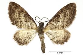 Image result for Eupithecia subumbrata