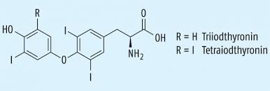 Goldmann, die innere und äußere sekretion des gesunden und kranken organismus im lichte der vitalen färbung. Kleines Organ Mit Grossen Aufgaben