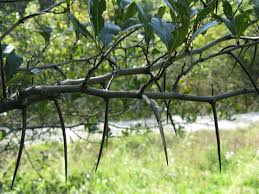 This is the largest of the hawthorns. Cockspur Hawthorn Glen Arboretum
