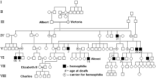 This partial victorian family tree, created in ancestry.com, shows how the family feud. Solved Queen Victoria Had One Son Who Had Hemophilia Leo Chegg Com