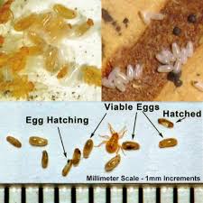 Image result for bed bugs eggs
