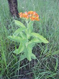 Image result for Stathmostelma