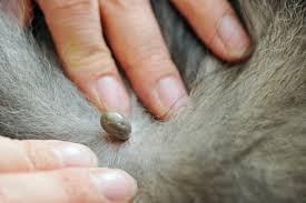 Maybe you would like to learn more about one of these? Mon Chien A Une Tique Ce Qu Il Faut Savoir Avant De La Retirer