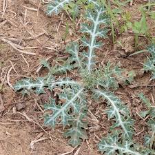 Image result for Argemone ochroleuca