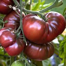 Tomatoes like soils that are rich in humus, ideally enriched before planting, with a great exposure to the sun! Pin On Gardening