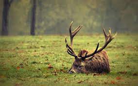 Luxury Deer Wallpaper Free Download Deer Wallpaper Deer Pictures Deer Background