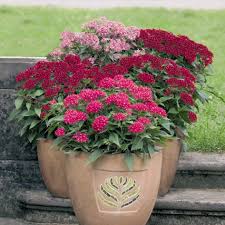 Image result for Pentas schimperi