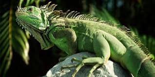 For the right person yes they are great pets. Iguanas As Pets Iguana Care Sheet Red Blue Green Reptiles 2019