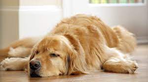 Dog Neutering Has Health Risks For Certain Breeds The Atlantic