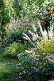 Lampenputzergras Umpflanzen Garten Pflegeleichter Garten